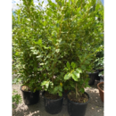 Griselina Littoralis