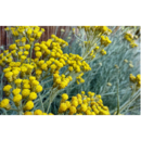 HELICHRYSUM italicum Serotinum
