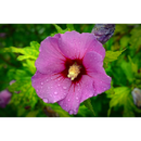 Hibiscus syriacus