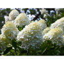 HYDRANGEA PANICULATA