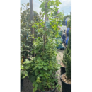 Hydrangea Petiolaris