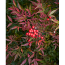 Nandina