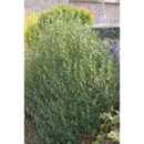 PHILLYREA ANGUSTIFOLIA
