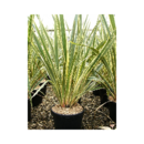 Phormium