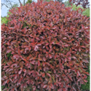 Photinia