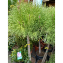 Pinus Pinea