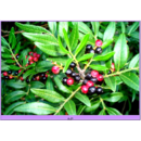 Pistacia lentiscus
