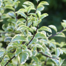 Pittosporum