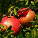 PUNICA GRANATUM