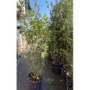 Quercus Ilex