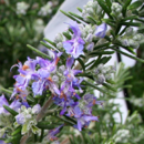 ROSMARINUS OFFICINALIS