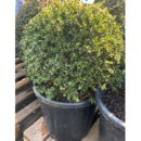 Taxus Baccata