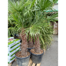Trachycarpus Fortunei