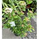 Viburnum Tinus