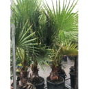 Washingtonia