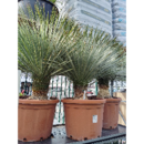 YUCCA ROSTRATA