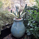 Le Chêne Vert - Jarre Goutte Biot Le Chêne Vert - Jarre Goutte Biot