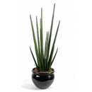 Plantes d'intérieur
